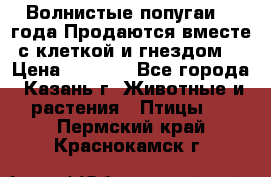 Волнистые попугаи, 2 года.Продаются вместе с клеткой и гнездом. › Цена ­ 2 800 - Все города, Казань г. Животные и растения » Птицы   . Пермский край,Краснокамск г.